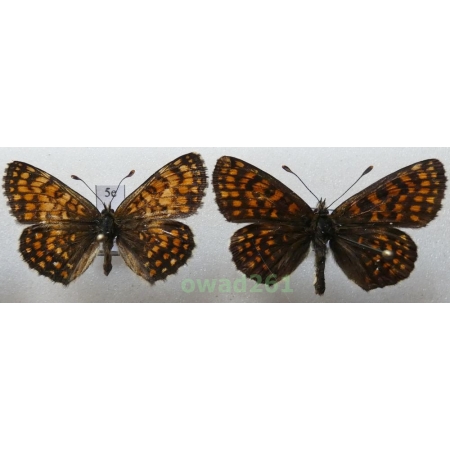 Melitaea athalia (Rottemburg, 1775) pair Poland5e